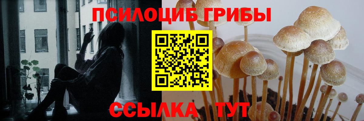 Галлюциногенные грибы Cubensis Богородск
